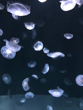 サンシャイン水族館に投稿された画像（2020/7/16）