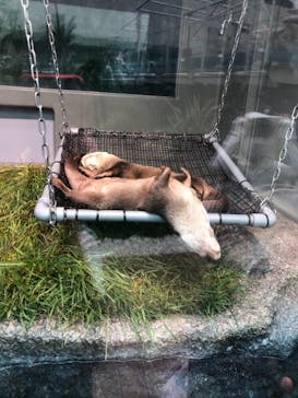 サンシャイン水族館に投稿された画像（2020/7/16）