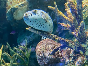 サンシャイン水族館に投稿された画像（2020/7/16）