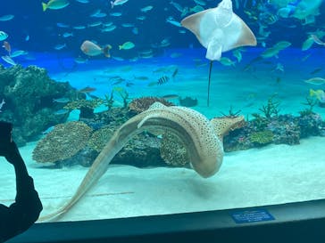 サンシャイン水族館に投稿された画像（2020/7/16）