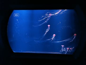 すみだ水族館に投稿された画像（2020/7/16）