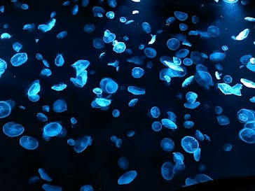 すみだ水族館に投稿された画像（2020/7/16）