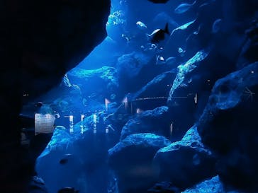 すみだ水族館に投稿された画像（2020/7/16）