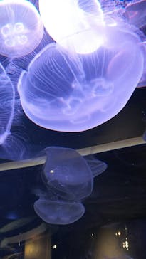 四国水族館に投稿された画像（2020/7/17）