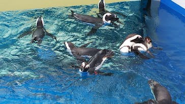 四国水族館に投稿された画像（2020/7/17）