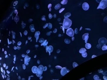 すみだ水族館に投稿された画像（2020/7/17）