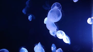 サンシャイン水族館に投稿された画像（2020/7/17）