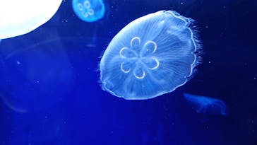 サンシャイン水族館に投稿された画像（2020/7/17）