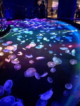 すみだ水族館に投稿された画像（2020/7/17）