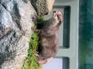 サンシャイン水族館に投稿された画像（2020/7/17）