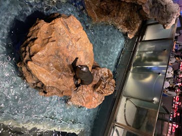 すみだ水族館に投稿された画像（2020/7/17）