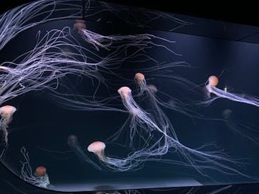 サンシャイン水族館に投稿された画像（2020/7/17）