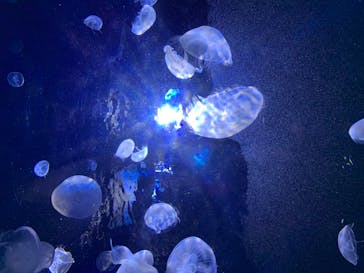 サンシャイン水族館に投稿された画像（2020/7/17）