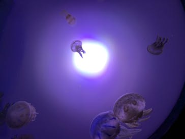 サンシャイン水族館に投稿された画像（2020/7/17）