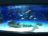 サンシャイン水族館に投稿された画像（2020/7/17）