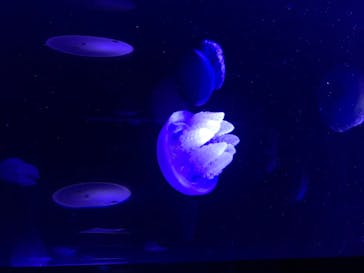 サンシャイン水族館に投稿された画像（2020/7/17）