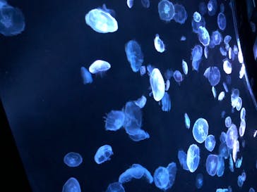 すみだ水族館に投稿された画像（2020/7/17）