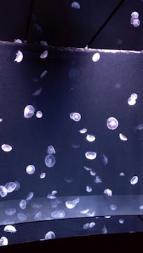 サンシャイン水族館に投稿された画像（2020/7/18）