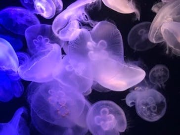 マリンワールド海の中道に投稿された画像（2020/7/18）