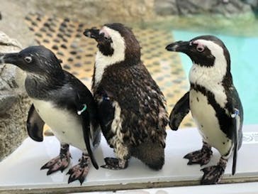 マリンワールド海の中道に投稿された画像（2020/7/18）