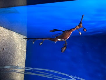 サンシャイン水族館に投稿された画像（2020/7/18）