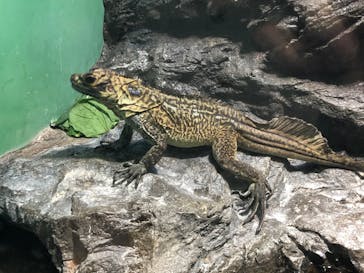 サンシャイン水族館に投稿された画像（2020/7/18）