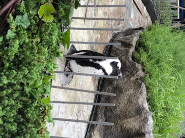 サンシャイン水族館に投稿された画像（2020/7/18）