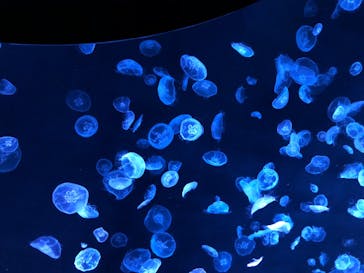 すみだ水族館に投稿された画像（2020/7/18）