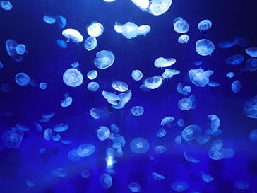 サンシャイン水族館に投稿された画像（2020/7/18）