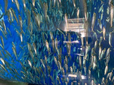 アクアワールド茨城県大洗水族館に投稿された画像（2020/7/18）