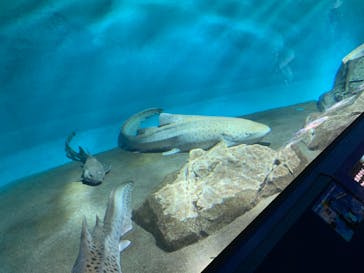 アクアワールド茨城県大洗水族館に投稿された画像（2020/7/18）