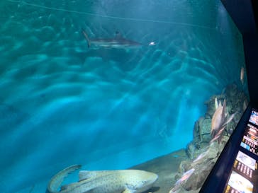 アクアワールド茨城県大洗水族館に投稿された画像（2020/7/18）