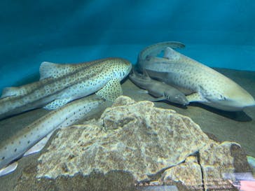 アクアワールド茨城県大洗水族館に投稿された画像（2020/7/18）