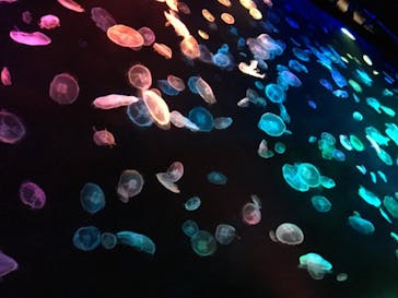 すみだ水族館に投稿された画像（2020/7/18）