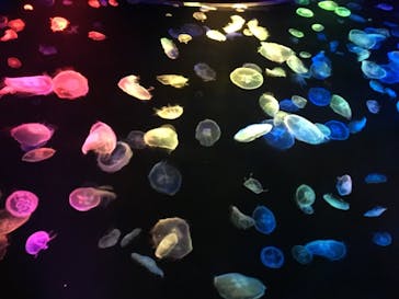 すみだ水族館に投稿された画像（2020/7/18）