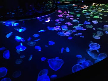 すみだ水族館に投稿された画像（2020/7/18）