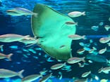サンシャイン水族館に投稿された画像（2020/7/18）