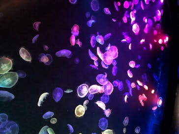 すみだ水族館に投稿された画像（2020/7/18）