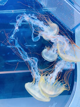 すみだ水族館に投稿された画像（2020/7/18）