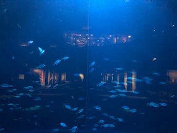 四国水族館に投稿された画像（2020/7/18）