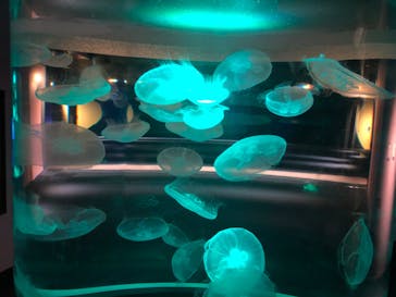 四国水族館に投稿された画像（2020/7/18）