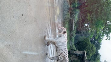 群馬サファリパークに投稿された画像（2020/7/18）