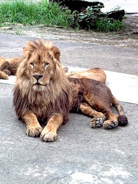 群馬サファリパークに投稿された画像（2020/7/18）