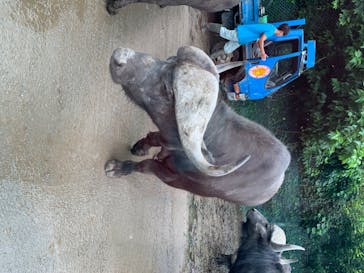 群馬サファリパークに投稿された画像（2020/7/18）