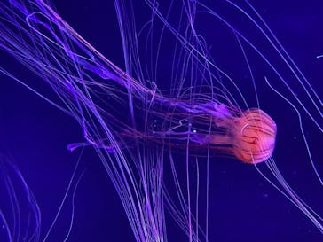 すみだ水族館に投稿された画像（2020/7/18）