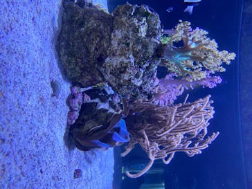 すみだ水族館に投稿された画像（2020/7/18）