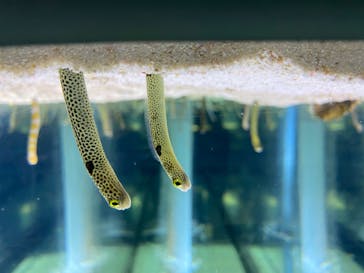 すみだ水族館に投稿された画像（2020/7/18）