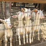 しろとり動物園に投稿された画像（2020/7/18）