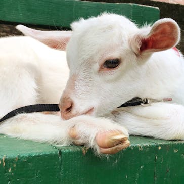 しろとり動物園に投稿された画像（2020/7/18）