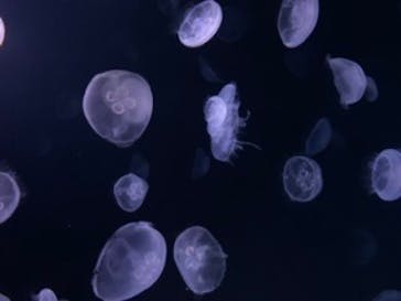 サンシャイン水族館に投稿された画像（2020/7/18）